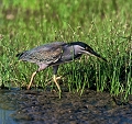  héron vert 
kruger 
Afrique du sud 